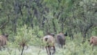 savannah buffalo hunting