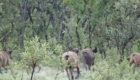 chasse au buffle de savane