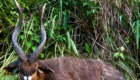 sitatunga hunting