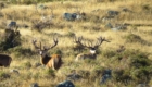 deer hunting new zealand