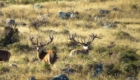 chasse aux cerfs nouvelle zelande